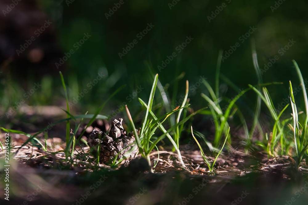 Obraz premium a bump in the forest lies on the ground in the grass on a Sunny summer day in the tall summer grass