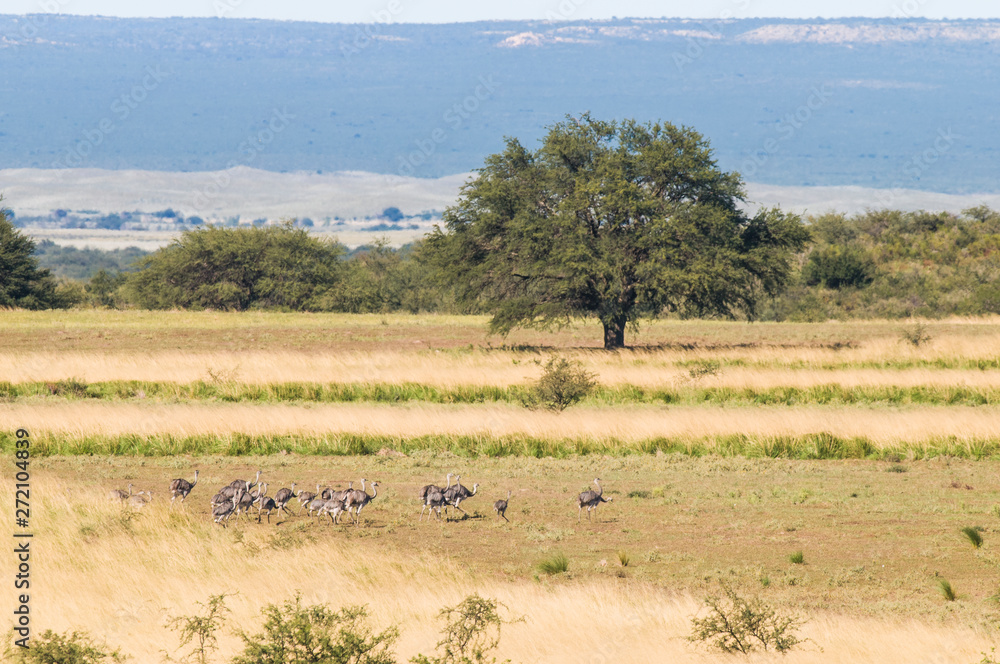 Greater Rhea with chicks,in Pampas landscape, Argentina Greater Rhea with chicks,in Pampas landscape, Argentina
