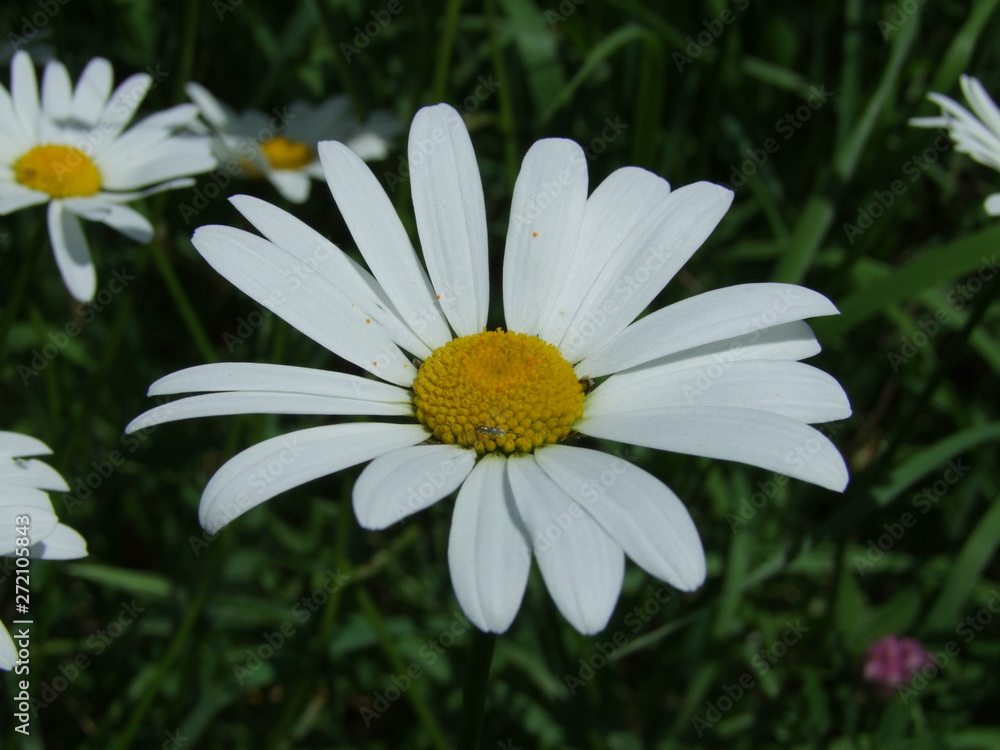 daisy in the grass daisy in the grass