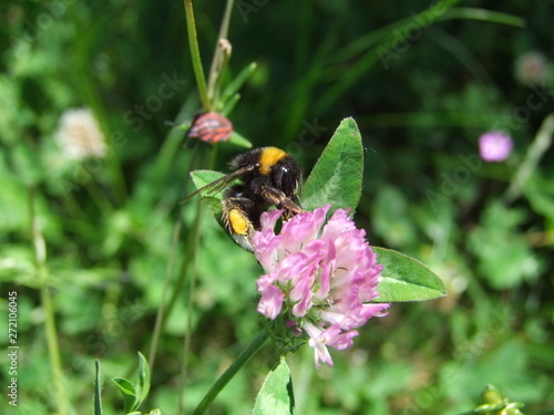 bee on flower © olivier