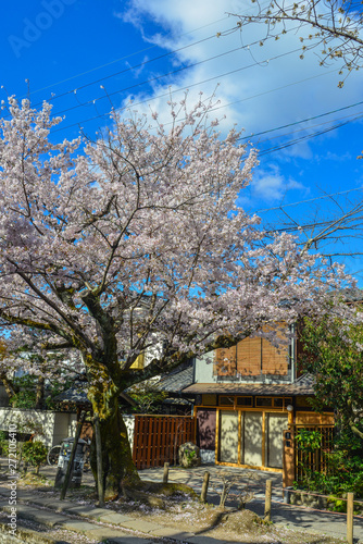 Cherry blossom (sakura) in Kyoto, Japan © Phuong