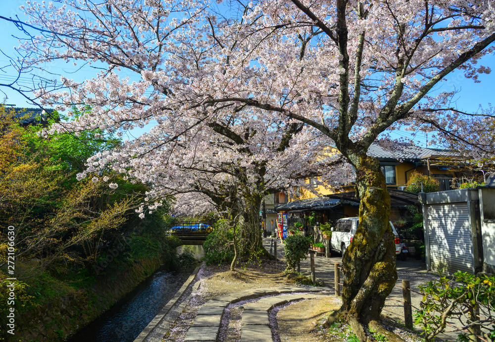 Obraz premium Cherry blossom (sakura) in Kyoto, Japan