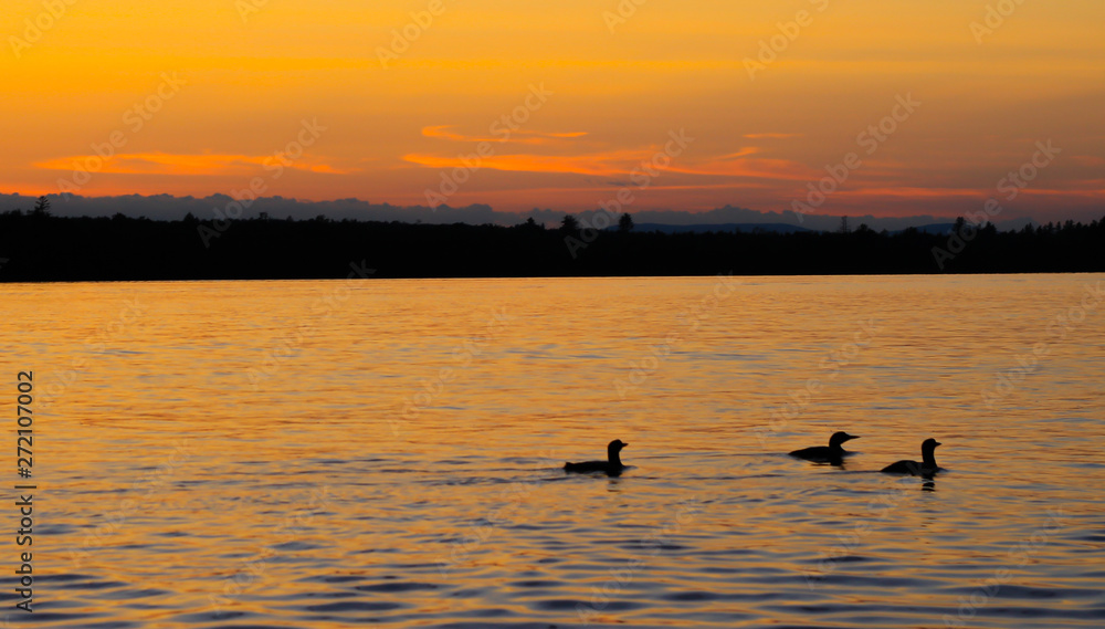 Silhouette of loons against sunset 