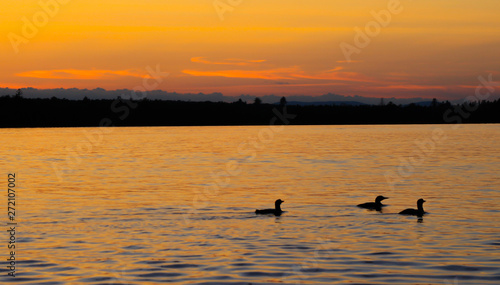 Silhouette of loons against sunset 