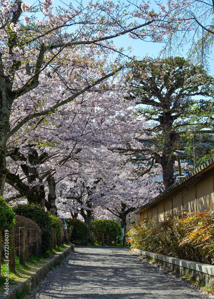 Cherry blossom (sakura) in Kyoto, Japan Cherry blossom (sakura) in Kyoto, Japan