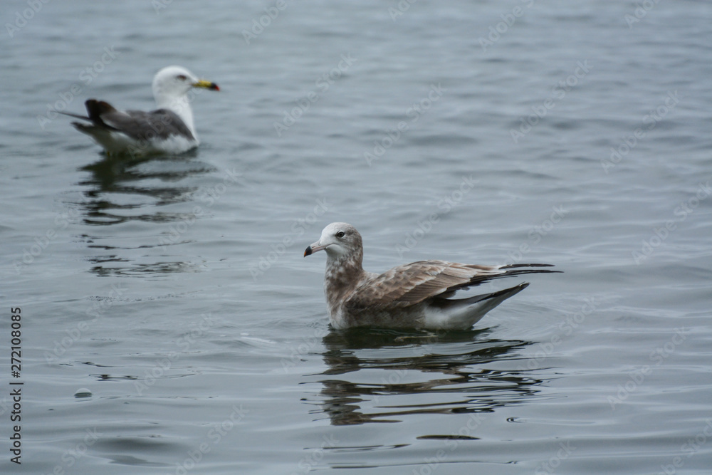 Two Seagulls swimming over the water.