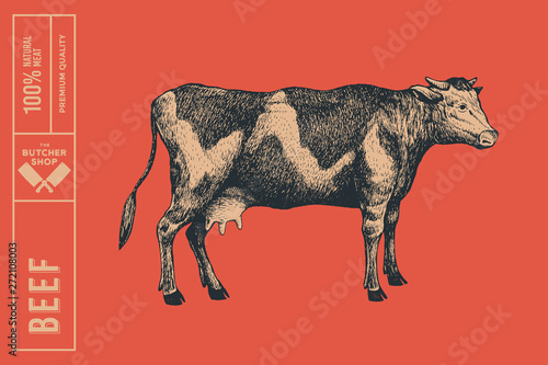Graphic hand-drawn cow on a red background. Retro engraving with farm animal for menu restaurants, for packaging in markets and shops. Vector vintage illustrations.