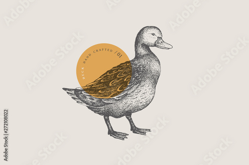 Graphical drawn duck. Hand-drawn retro picture with a poultry in an engraving style. Can be used for menu restaurants, for packaging in markets and shops. Vector vintage illustrations.