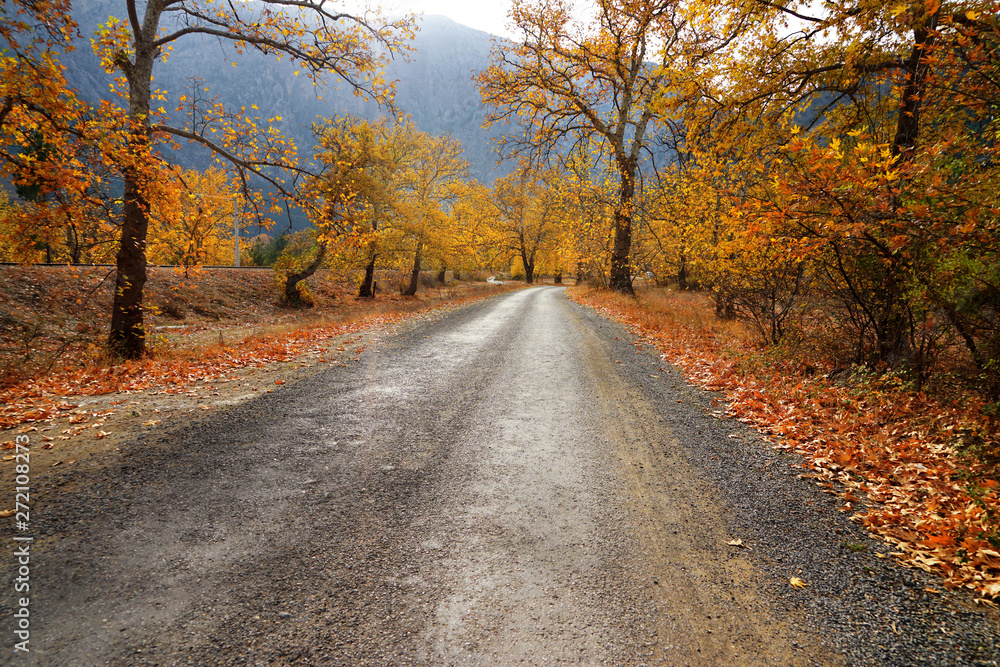 Landscape image of dirt countryside dirt road with colorful autumn leaves and trees in forest of Mersin, Turkey Landscape image of dirt countryside dirt road with colorful autumn leaves and trees in forest of Mersin, Turkey