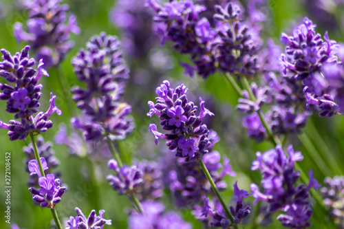 Prachtvoll violette Lavendelbl  ten begr    en den Sommertag