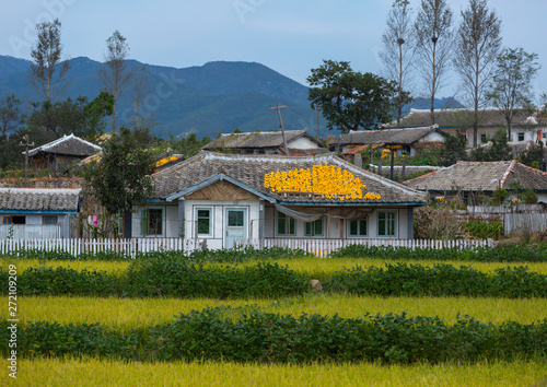 Houses with corn on the roofs drying in the countryside, South Hamgyong Province, Hamhung, North Korea photo