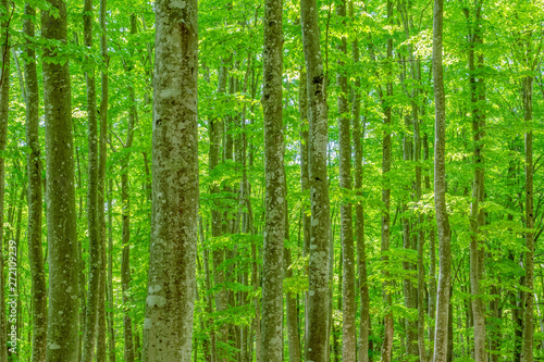 新緑のブナの森 