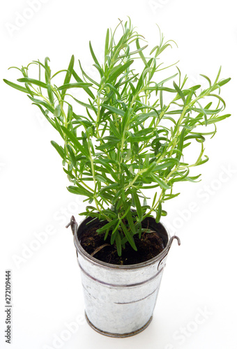 Rosemary (Rosmarinus Officinalis), Rosmary Plants in a Pot Isolated on White Background