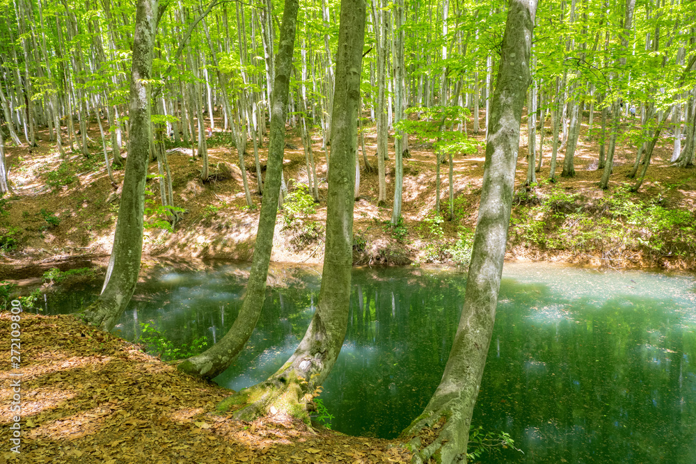Obraz premium 新緑の美人林の池 新潟県十日町市