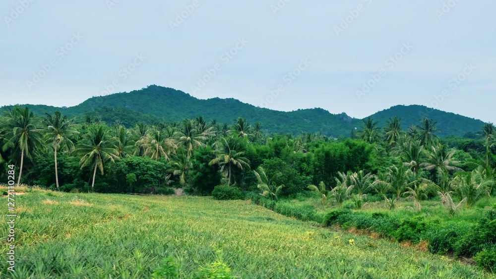 Scenic view to coconut palm trees on the outskirts of a pineapple plantation in the rural area with green overgrown mountains and blue sky ,white clouds  in the background.