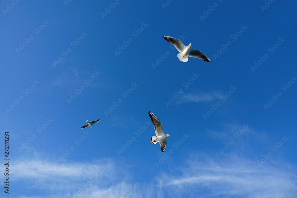 Close up seagulls flying over blue sunny sky