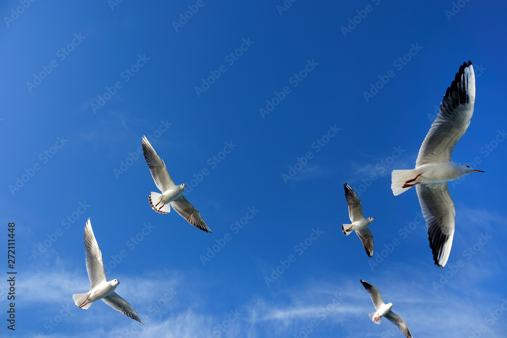 Close up seagulls flying over blue sunny sky Close up seagulls flying over blue sunny sky