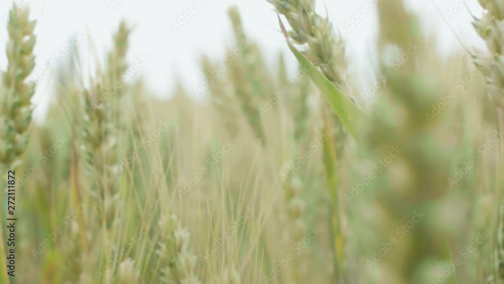 field of spikelets moving from the wind, the concept of beauty nature, agricultural grain crops, barley and wheat harvest for food industry field of spikelets moving from the wind, the concept of beauty nature, agricultural grain crops, barley and wheat harvest for food industry