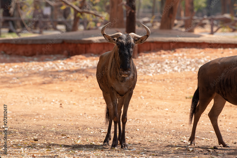 Wildebeest considered a large antelope,standing on red soil. Wildebeest considered a large antelope,standing on red soil.