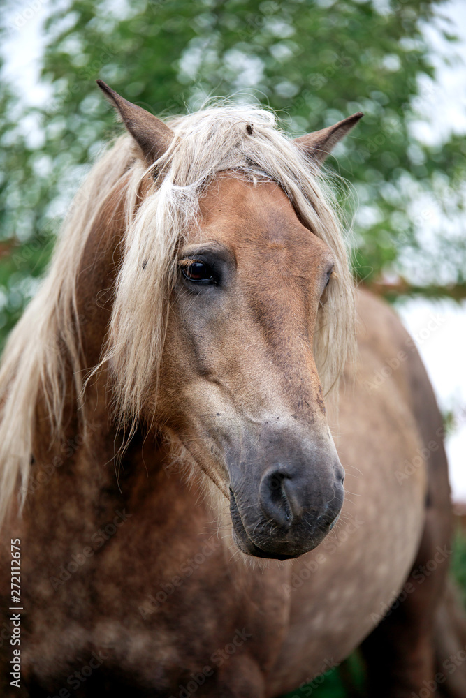 Obraz premium Beautiful mane - 2