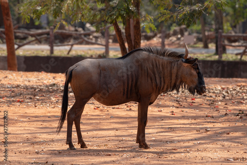 Wildebeest considered a large antelope standing on red soil.