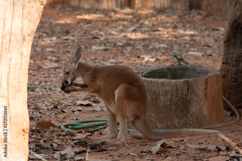 Fototapeta premium Red Kangaroo standing up in zoo, nakhonratchasima, thailand.