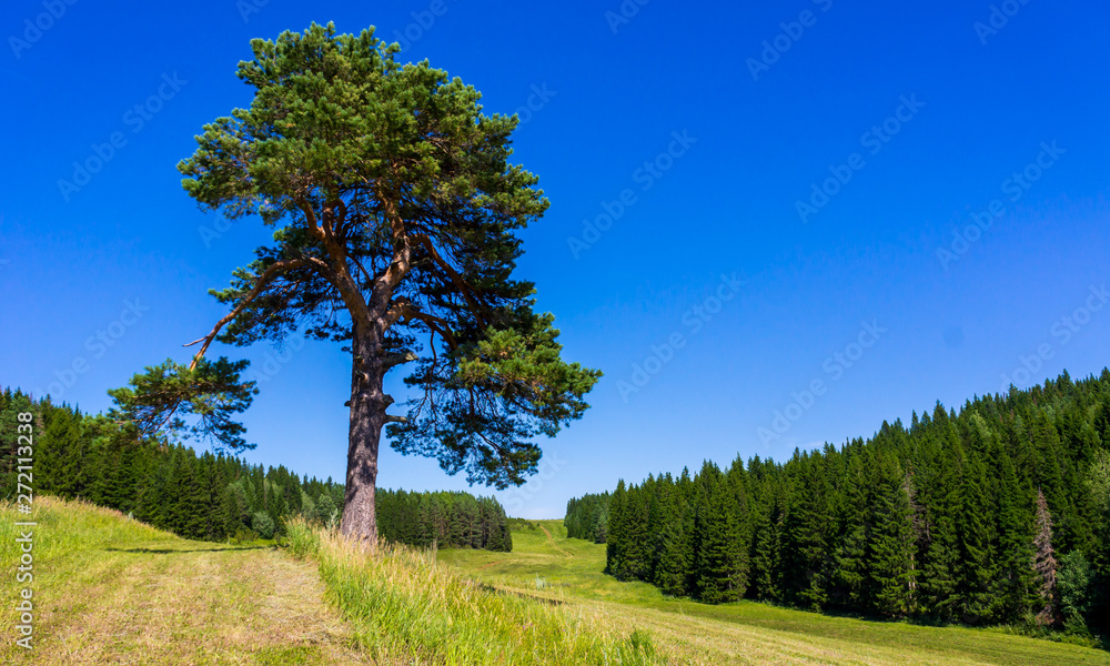 Lonely pine on the field next to the coniferous spruce forest in summer