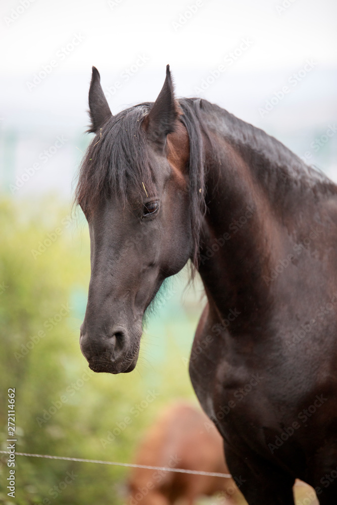 Fototapeta premium swan neck stallion