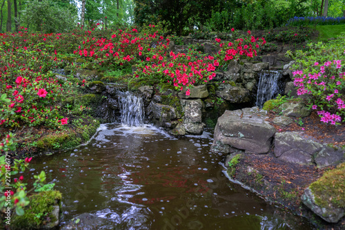 tranquil water feature in a lush Beautiful green woodland garden with dense foliage and rhododendron flowers.