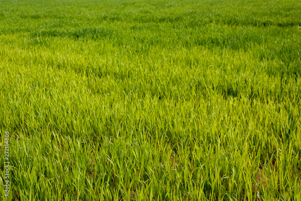 Natural background - bright green leaves of winter seedlings in spring. Natural background - bright green leaves of winter seedlings in spring.