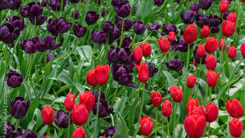 red and Dark Purple Tulip flowers in spring garden. red and Dark Purple Tulip flowers in spring garden.
