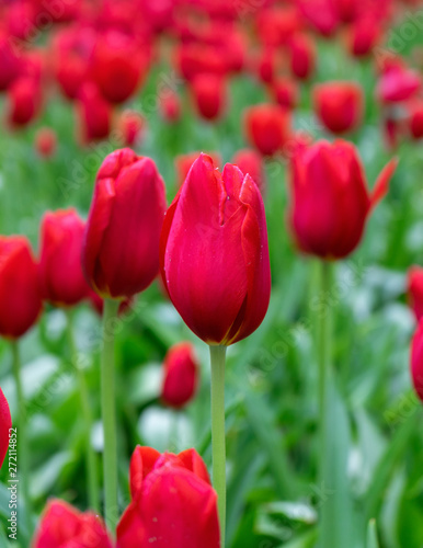 beautiful red Tulip flowers in spring garden.