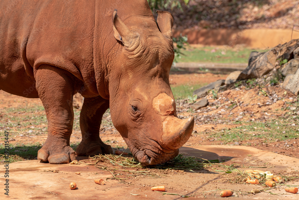 Fototapeta premium White rhinoceros is eating food.