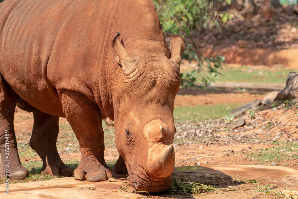 Naklejka premium White rhinoceros is eating food.