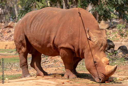 White rhinoceros is eating food.