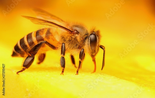 Bee finds food in the flower garden.