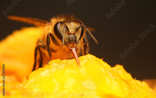 Bee finds food in the flower garden.