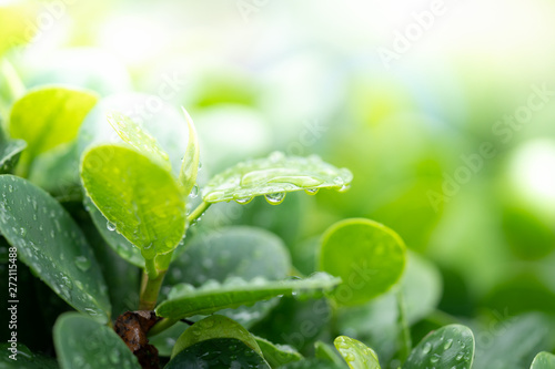 Water drops on green leaf for nature and freshness background