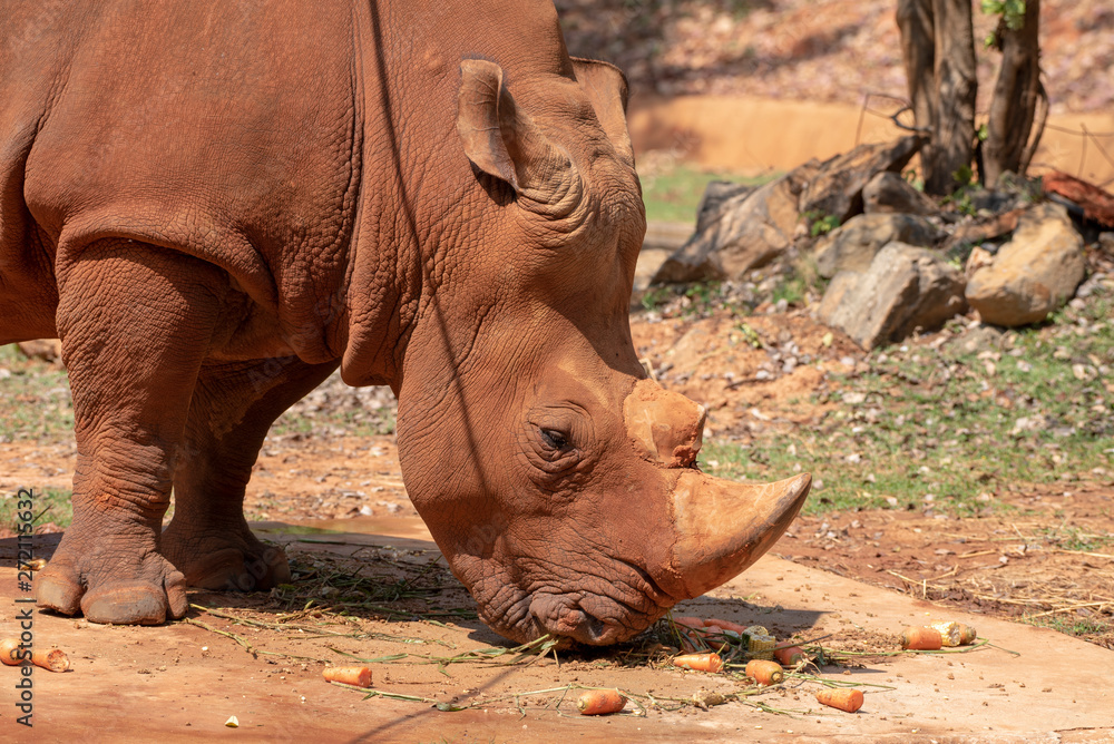 Fototapeta premium White rhinoceros is eating food.