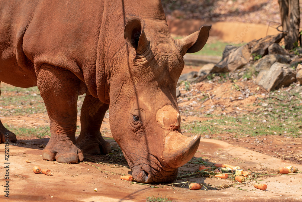 Fototapeta premium White rhinoceros is eating food.