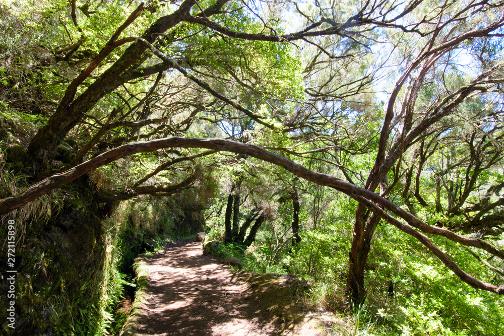 The magnificent inland of the island of Madeira: Mystic forest, rainy path, hiking trail inside the mountain rain forest looks like jungle. Caldeirao Verde, Madeira, Portugal, Europe.