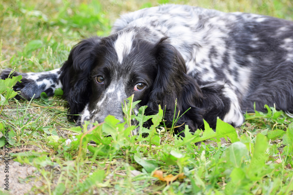 Adorable tired russian spaniel black and white lying on  green grass. Puppy of hunting dog.