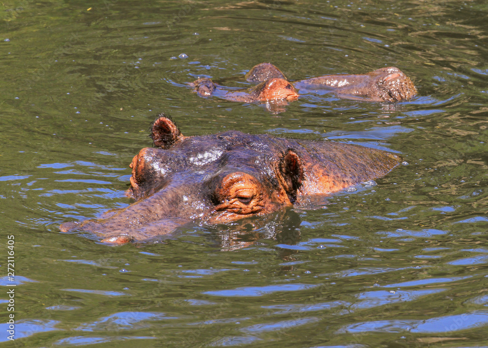 Hippopotamus Hippopotamus amphibius hippo heads above water hairy ears submerged Mara river Masai Mara Reserve Kenya East Africa Hippopotamus Hippopotamus amphibius hippo heads above water hairy ears submerged Mara river Masai Mara Reserve Kenya East Africa