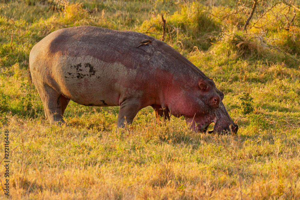 Hippopotamus Hippopotamus amphibius hippo mouth open grazing muddy grass Lake Nakuru National Park Kenya East Africa Hippopotamus Hippopotamus amphibius hippo mouth open grazing muddy grass Lake Nakuru National Park Kenya East Africa