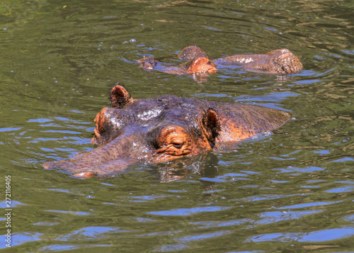 Hippopotamus Hippopotamus amphibius hippo heads above water hairy ears submerged Mara river Masai Mara Reserve Kenya East Africa