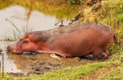 Hippopotamus "Hippopotamus amphibius" hippo wallowing in mud muddy water. Lake Nakuru National Park, Kenya, East Africa. Dangerous wild animal