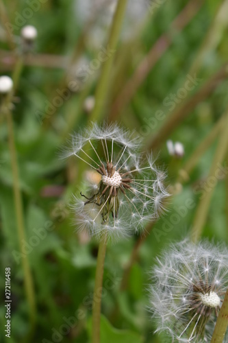 white dandelion fluff © Iv