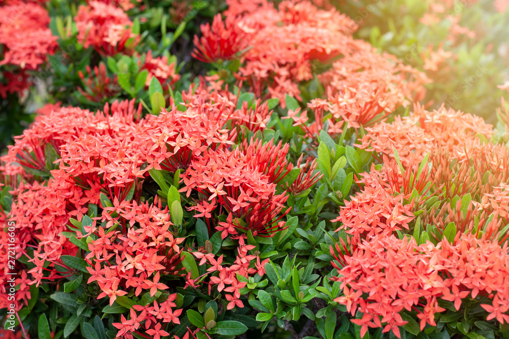 Red Ixora flower with lighting of sunshine in the garden on blur nature background. Red Ixora flower with lighting of sunshine in the garden on blur nature background.