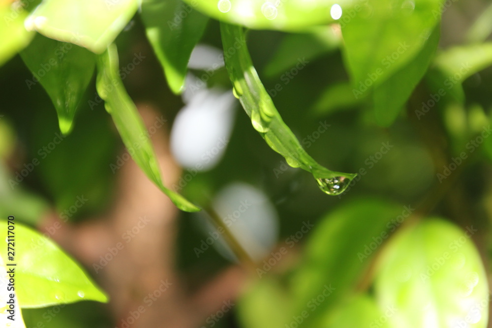 water drops on leaf water drops on leaf