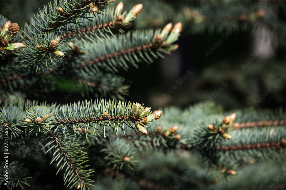 Cones spruce on the branches
